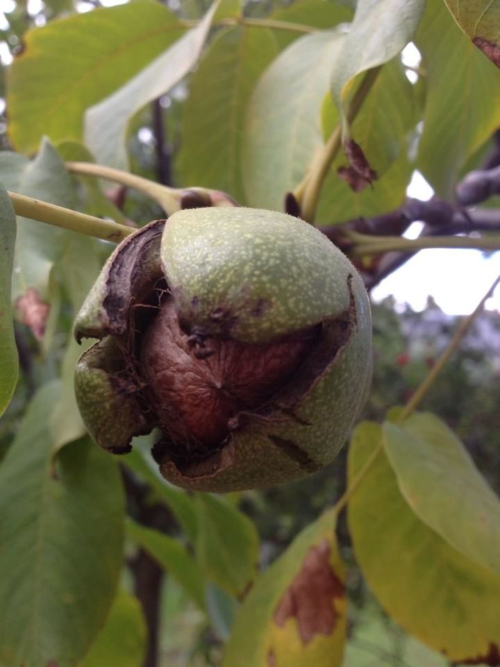 CLOSE-UP OF PLANT