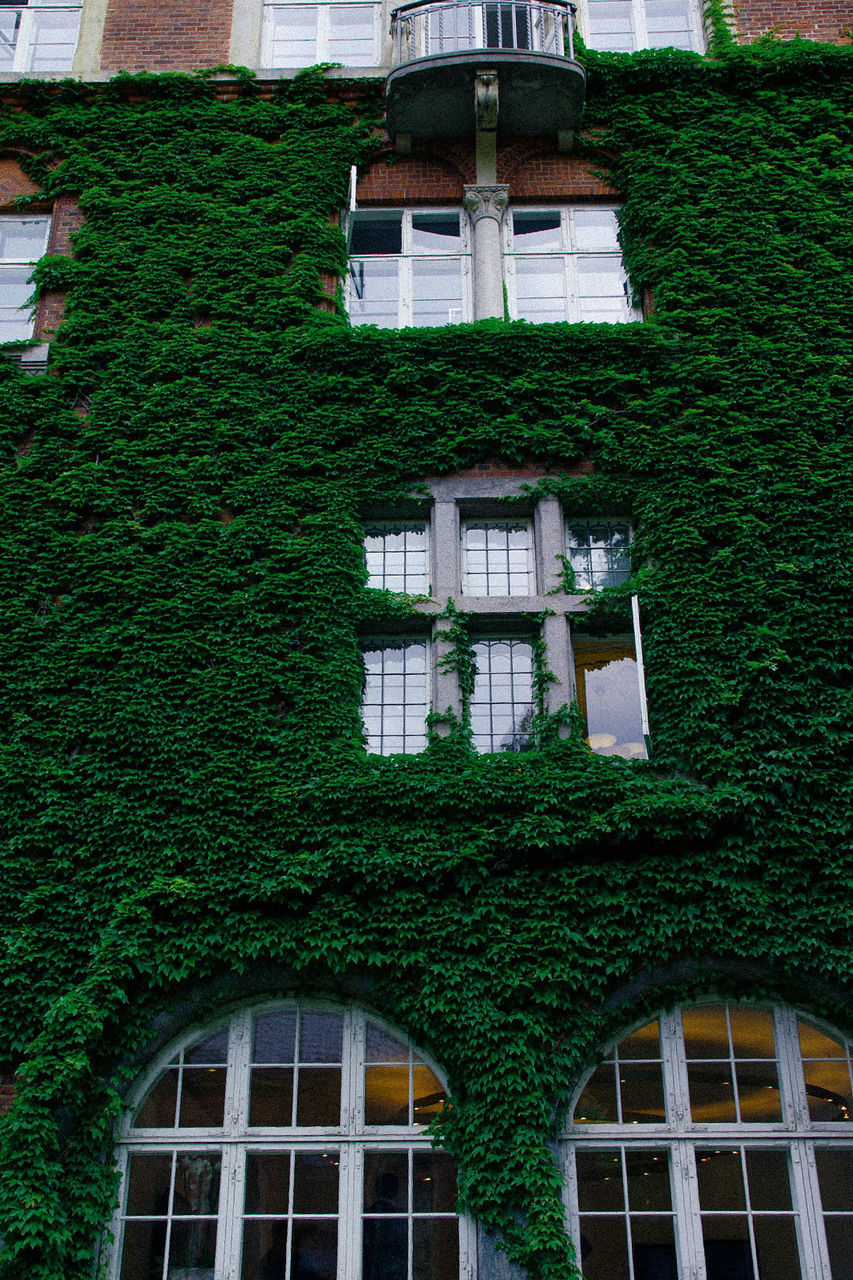 Low angle view of ivy on house