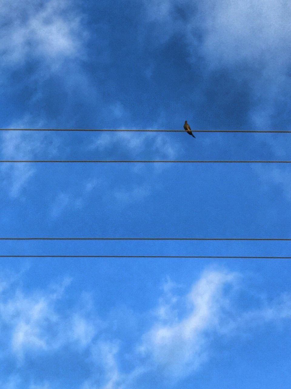 LOW ANGLE VIEW OF BIRD PERCHING ON POWER CABLES