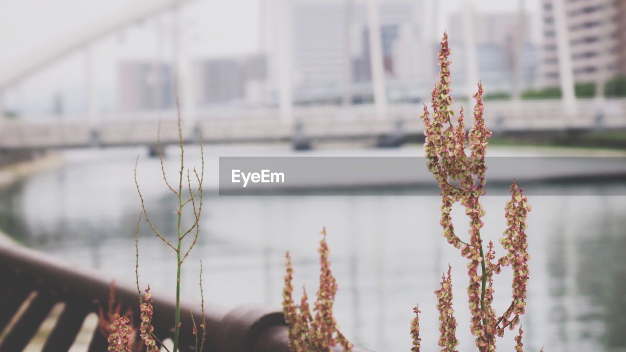 Close-up of plants by river in city