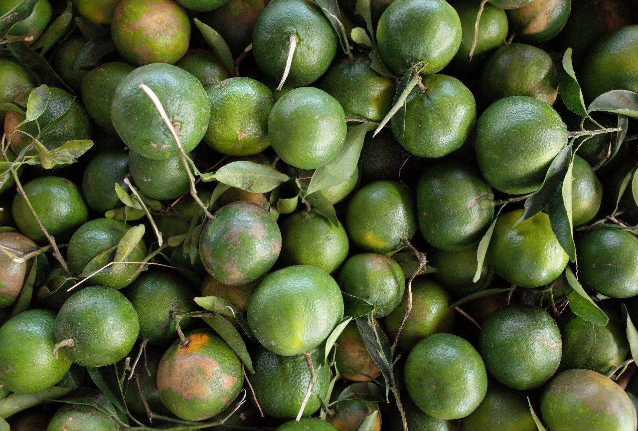 FULL FRAME SHOT OF GREEN FRUITS