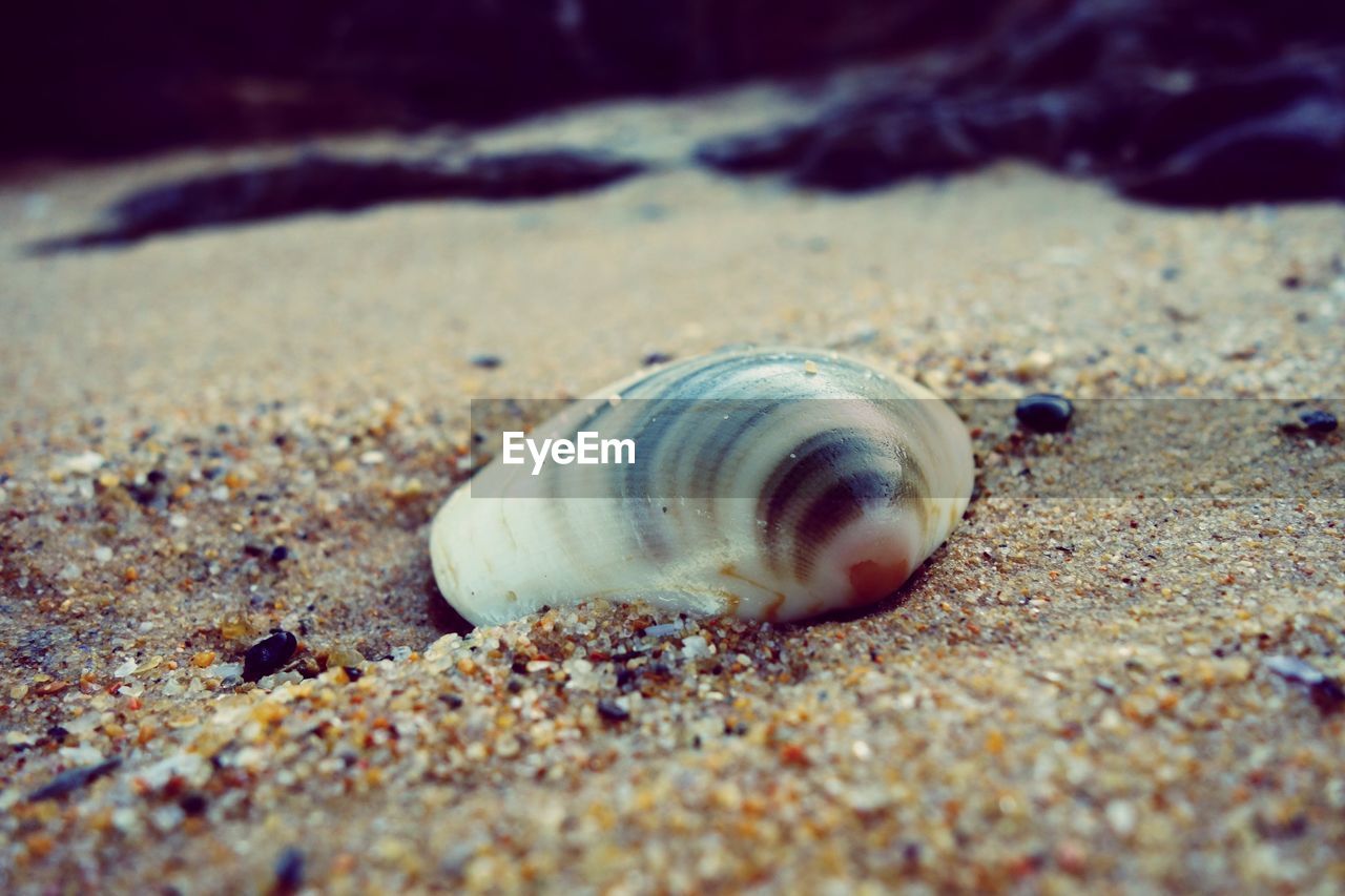 High angle view of seashell at sandy beach