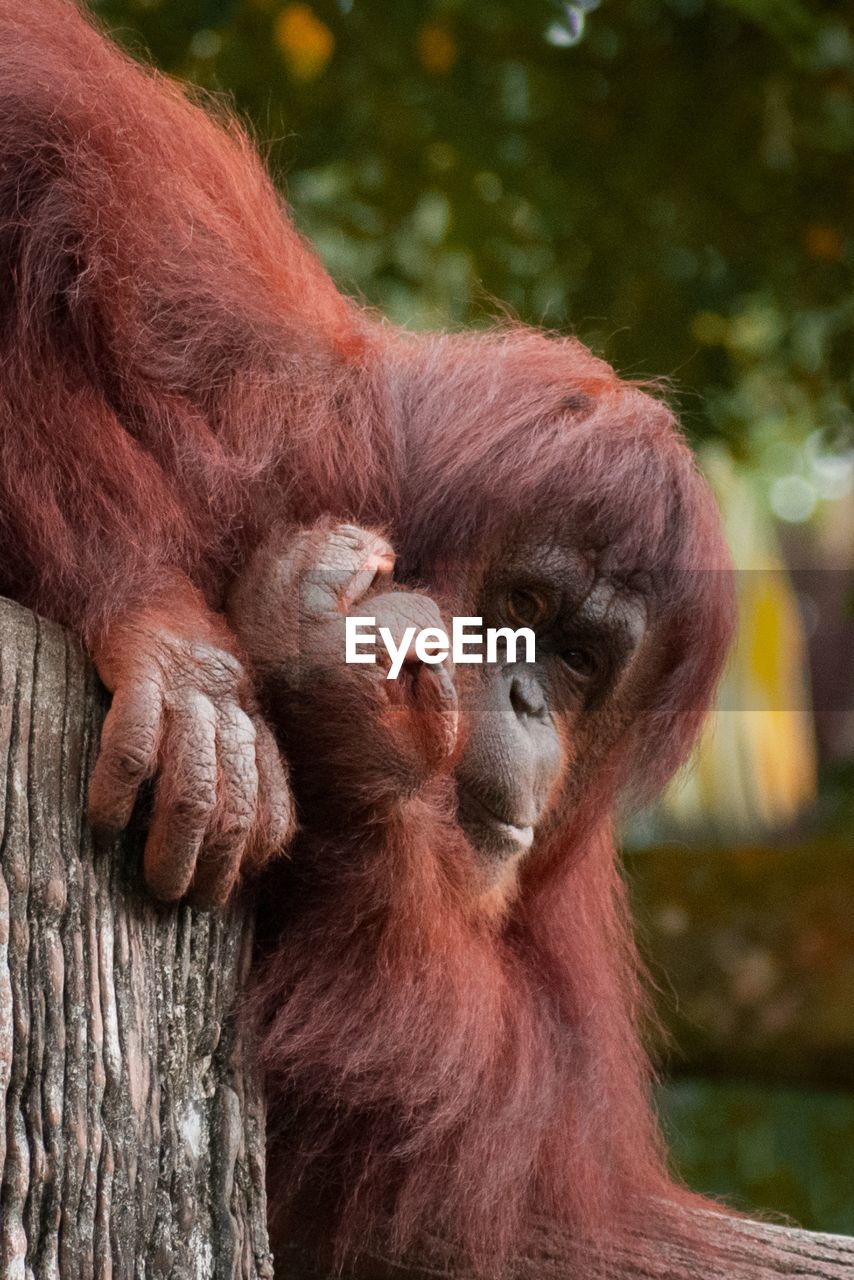 Close-up of orangutan 