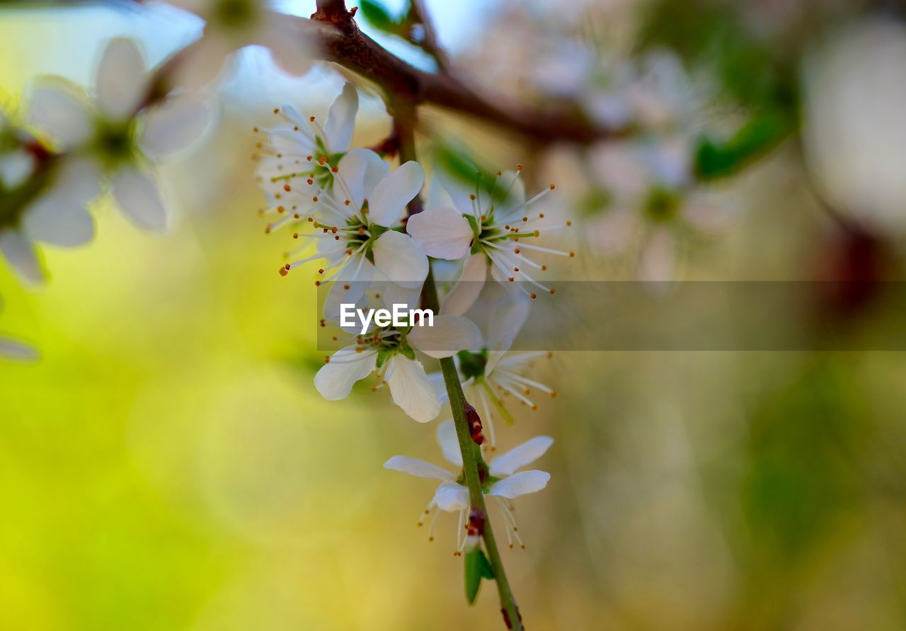 Close-up of flower buds