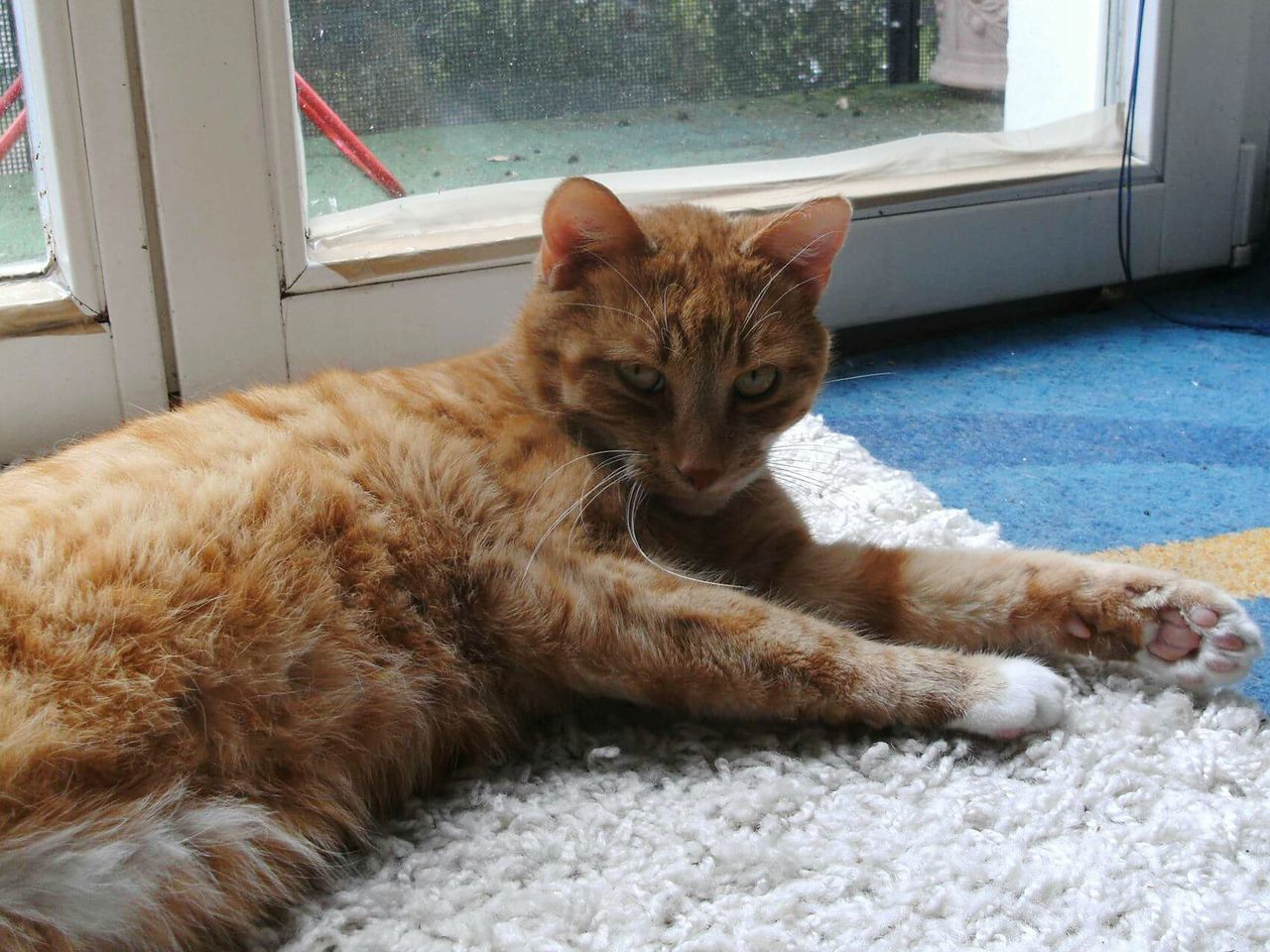 Portrait of ginger cat relaxing on rug by door