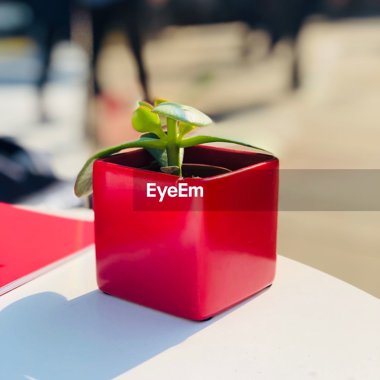 CLOSE-UP OF RED POTTED PLANT ON TABLE AT HOME