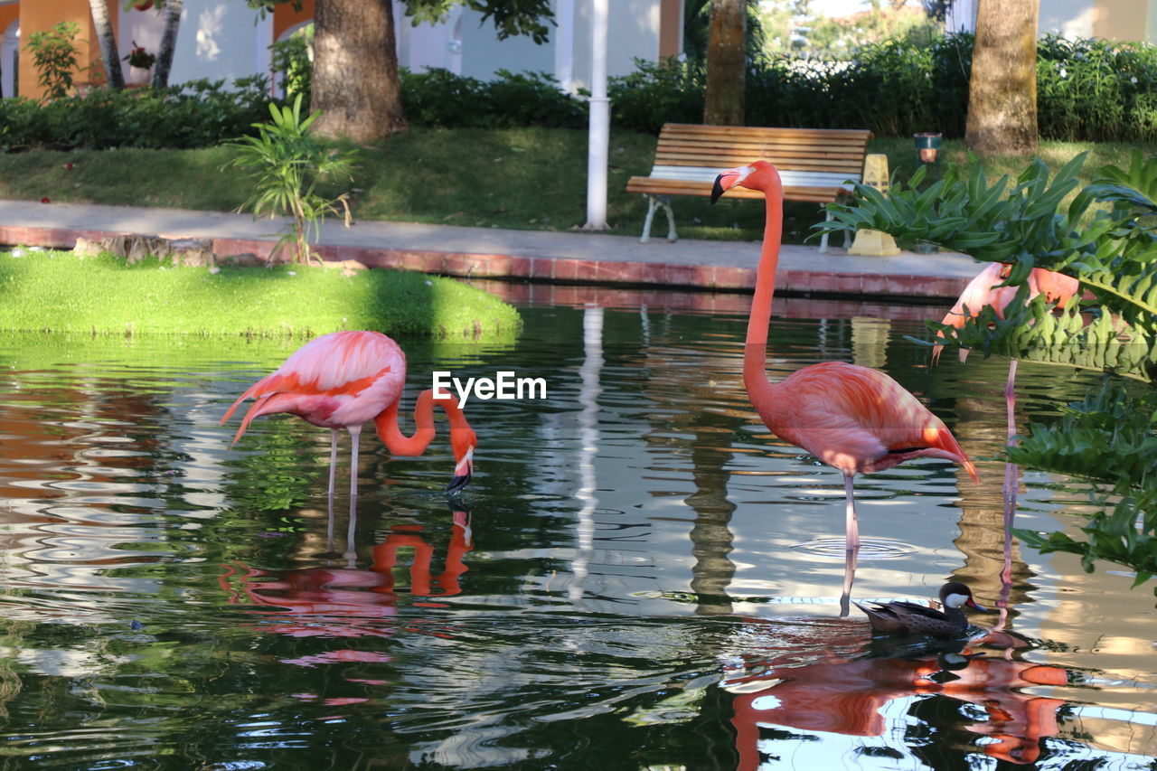 water, animal themes, animal, flamingo, bird, animal wildlife, wildlife, lake, reflection, group of animals, nature, pink, no people, water bird, day, plant, beauty in nature, zoo, outdoors, large group of animals, travel destinations, tree, waterfront, tropical climate