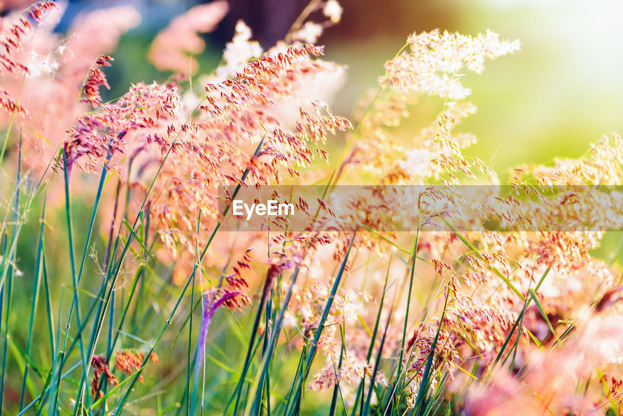 plant, flower, flowering plant, beauty in nature, nature, grass, summer, landscape, field, freshness, multi colored, environment, springtime, land, sunlight, sky, meadow, growth, sun, blossom, pink, rural scene, outdoors, sunset, plain, vibrant color, selective focus, tranquility, leaf, ornamental garden, no people, macro photography, backgrounds, garden, plant part, pastel colored, autumn, front or back yard, defocused, back lit, close-up, tranquil scene, flowerbed, green, sunbeam, idyllic, agriculture, environmental conservation, igniting, red, scenics - nature, yellow, bright, relaxation, tree, wildflower, fragility, day, non-urban scene, social issues, light - natural phenomenon, sunny