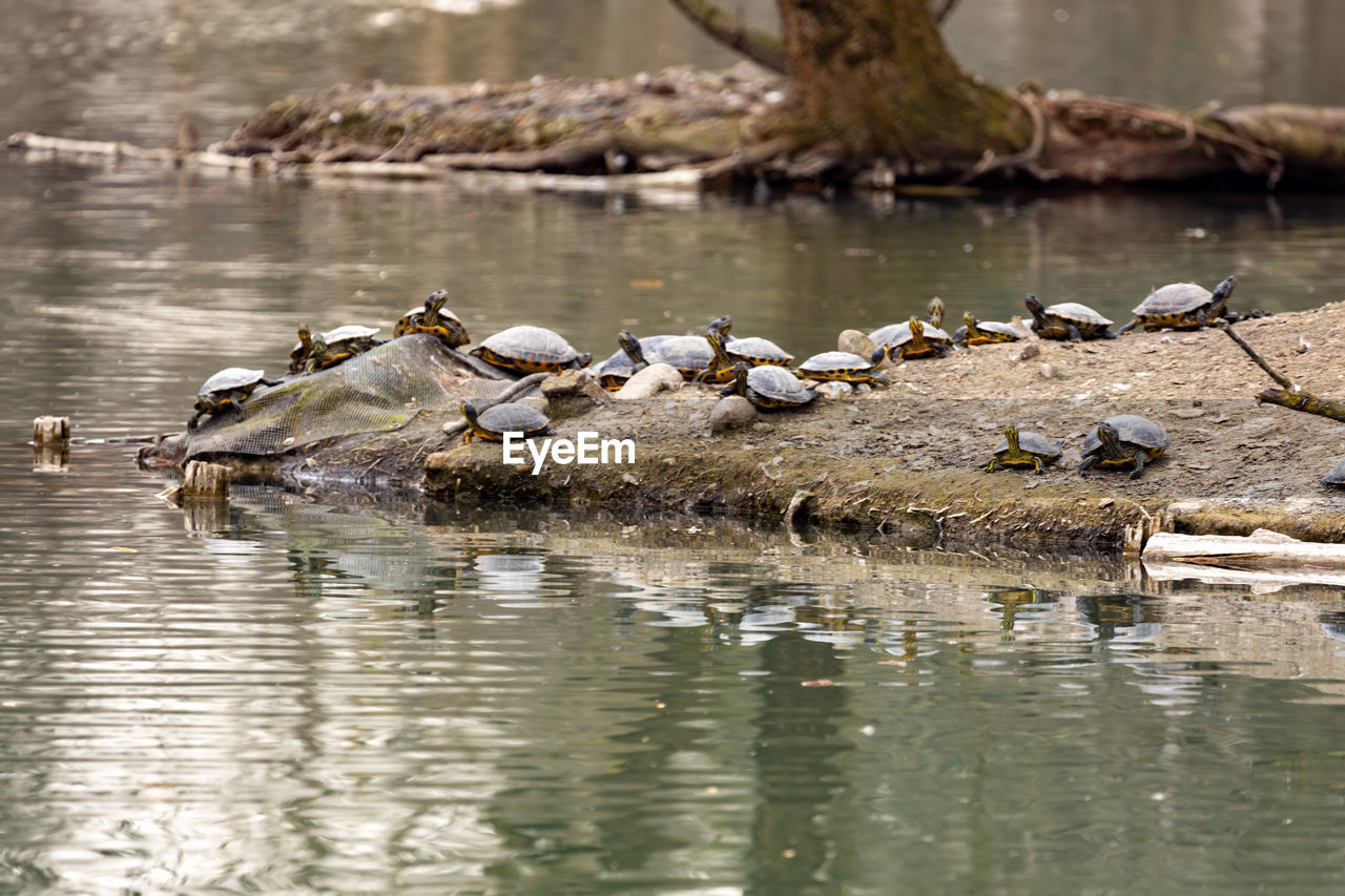 animal themes, animal wildlife, animal, water, wildlife, nature, group of animals, bird, duck, no people, water bird, lake, large group of animals, crocodile, reptile, outdoors, reflection, day, mammal