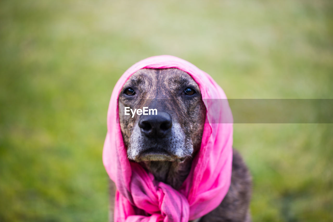 PORTRAIT OF DOG OUTDOORS