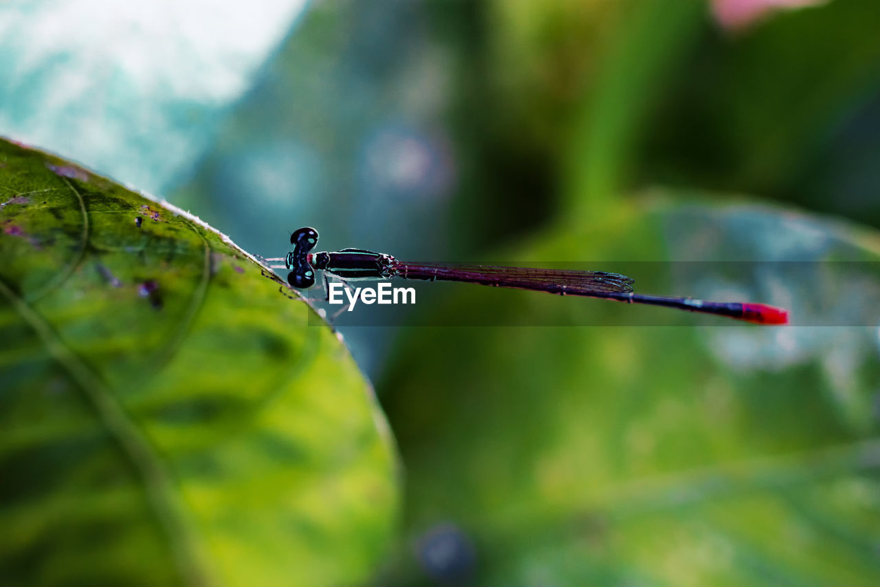 Close-up of dragonfly on leaf