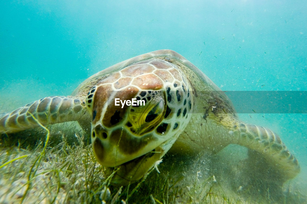 Extreme close-up of sea turtle eating grass underwater