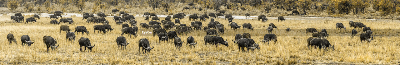 Buffaloes grazing on land