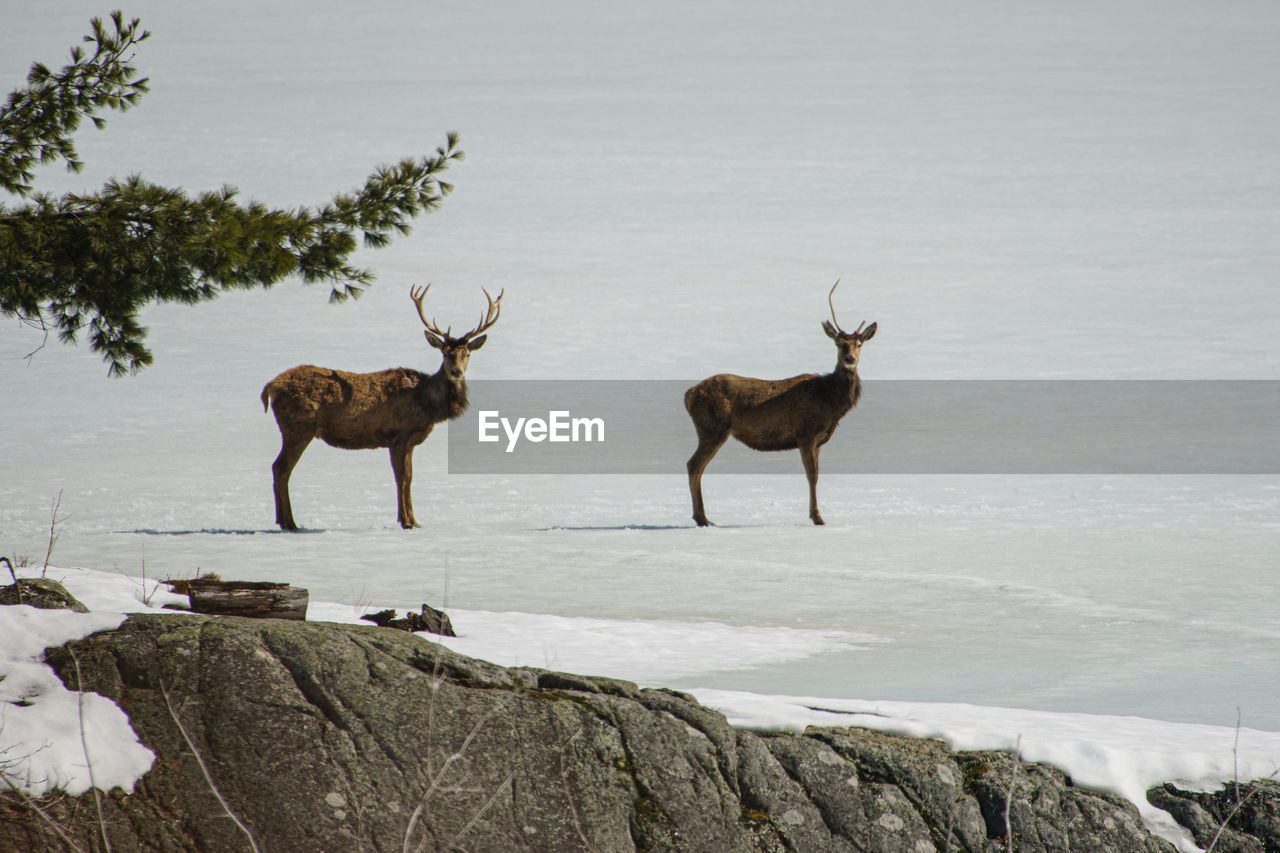 Deer on snow covered land