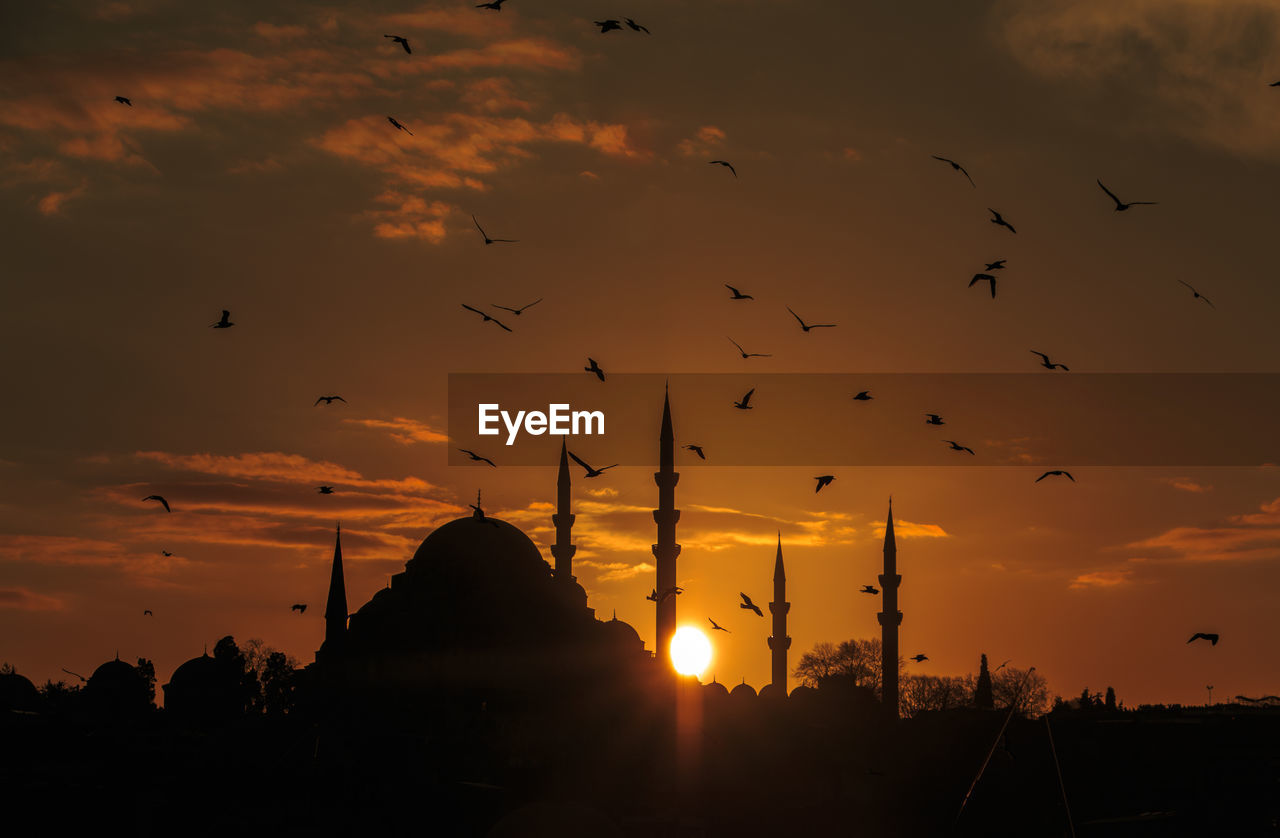 Silhouette of bird at sunset