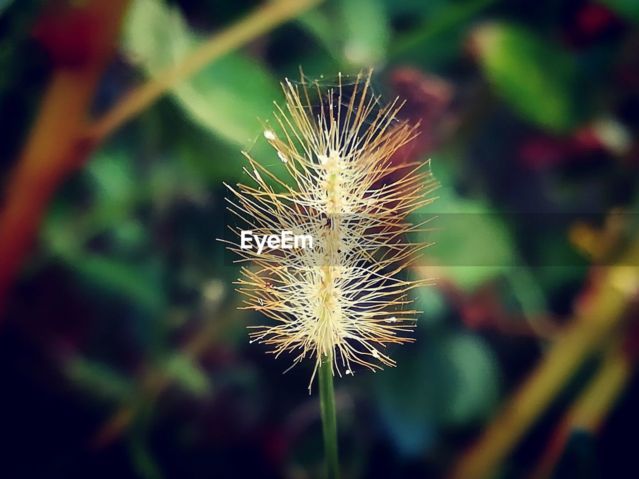 CLOSE-UP OF DANDELION FLOWER