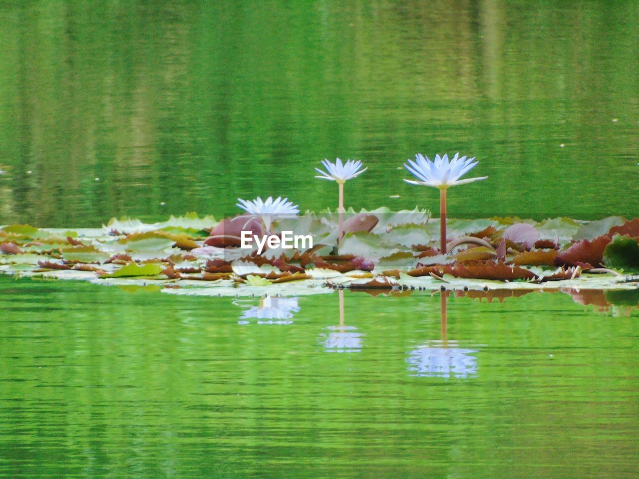 VIEW OF WATER LILIES IN LAKE