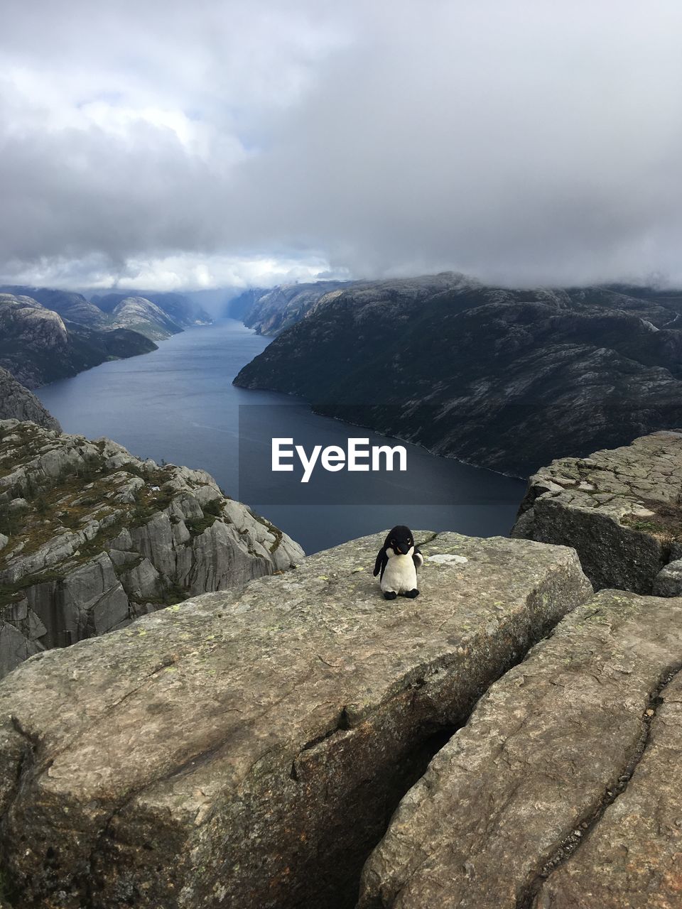 View of stuffed animal on rock