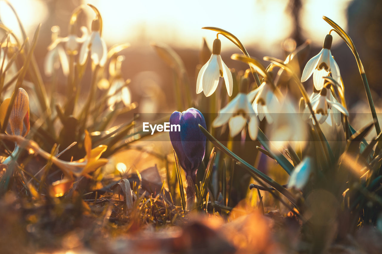 Close-up of crocus in grass