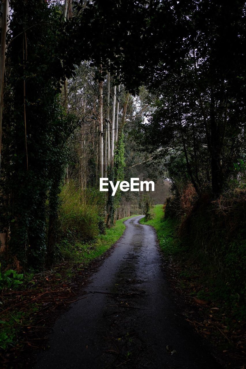 Road amidst trees in forest