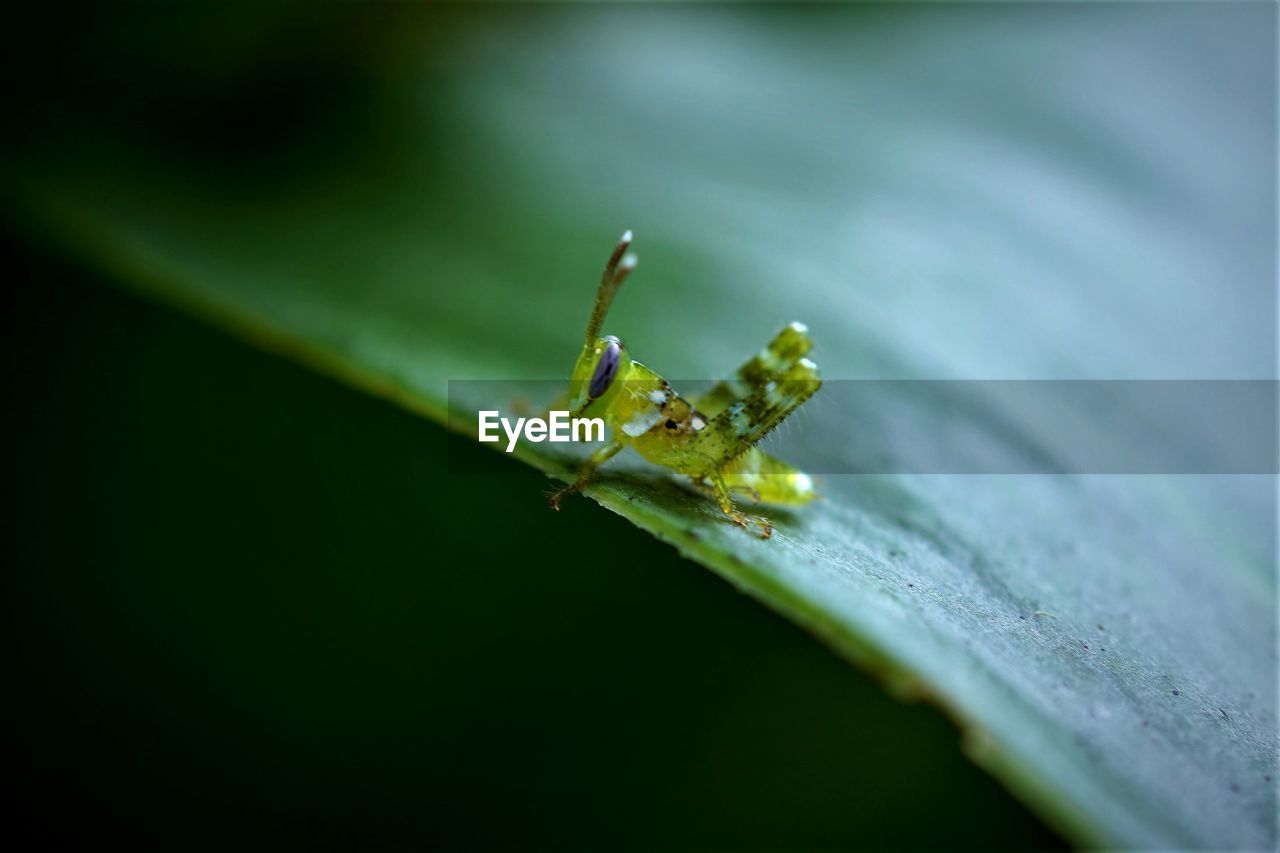 Close-up of the green grasshopper on green leaf