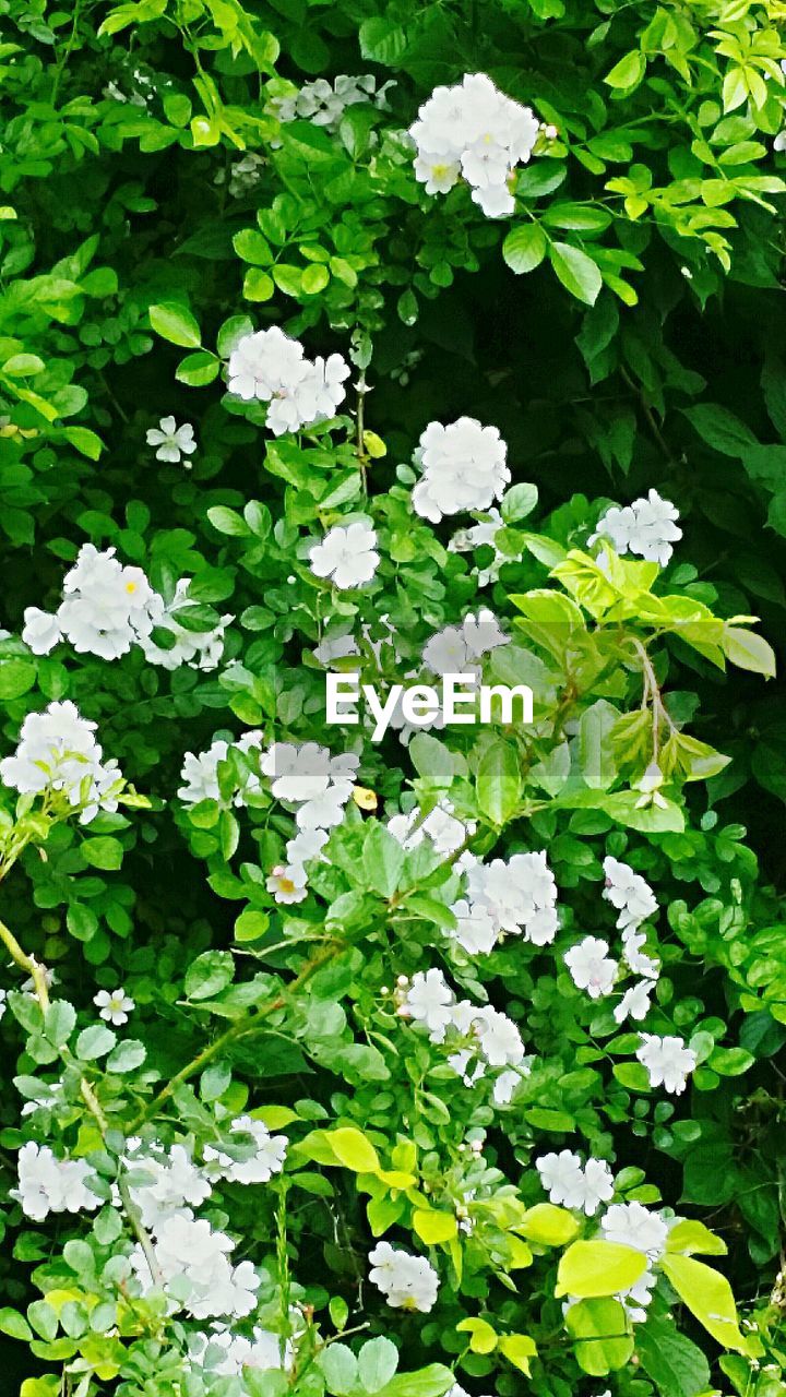 CLOSE-UP OF WHITE FLOWERS