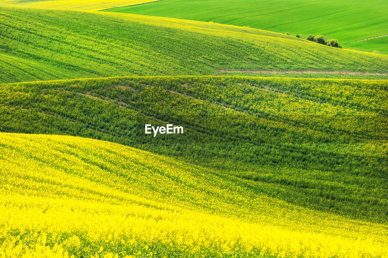 Scenic view of grassy hill