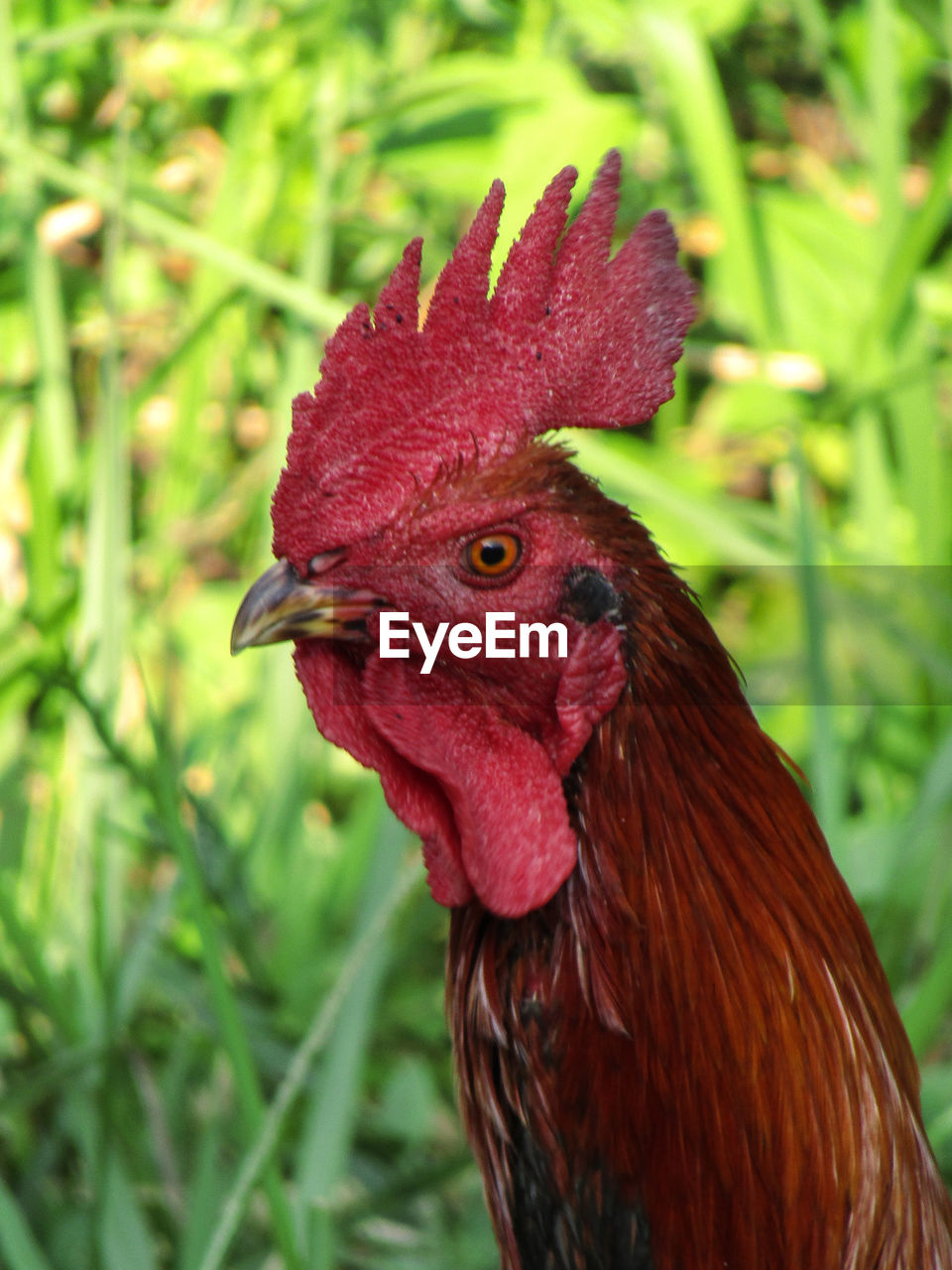 CLOSE-UP OF A RED ROOSTER