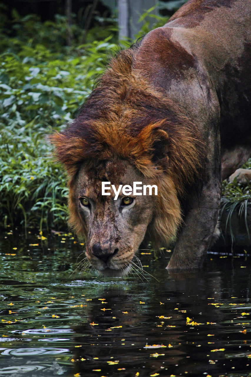 CLOSE-UP PORTRAIT OF LION RELAXING IN LAKE