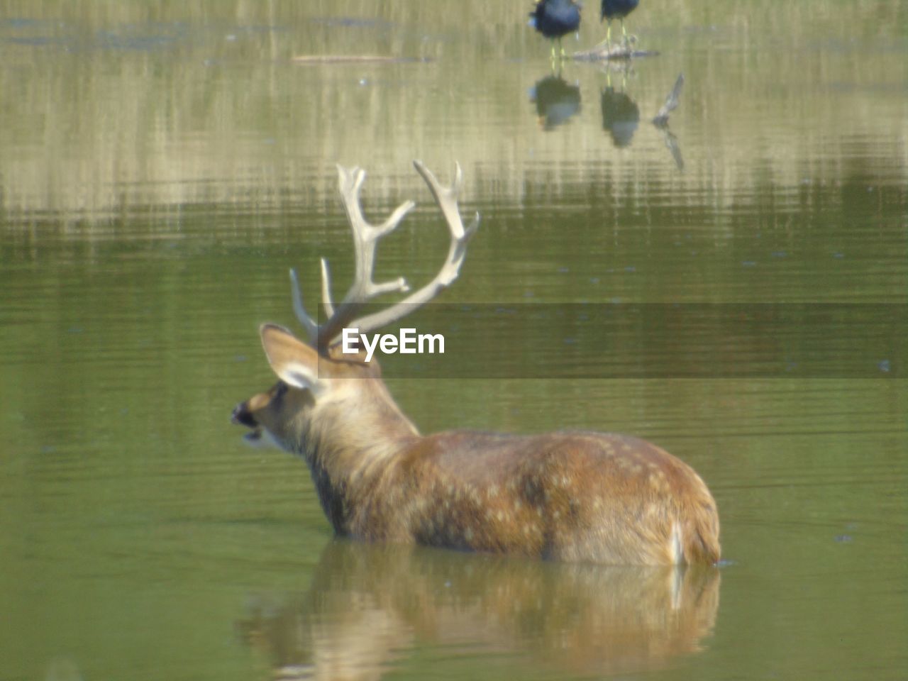 DEER ON LAKE