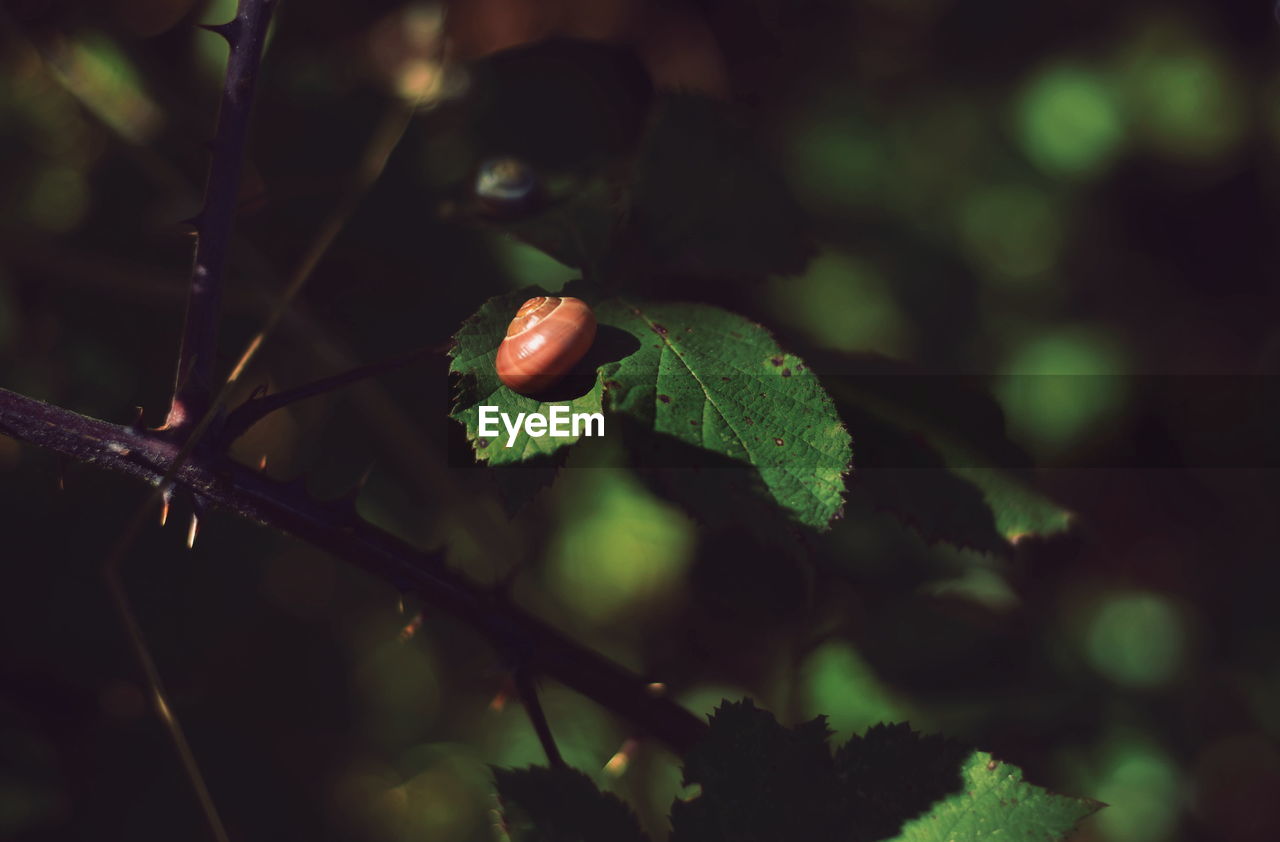 Close-up of a snail on a leaf 