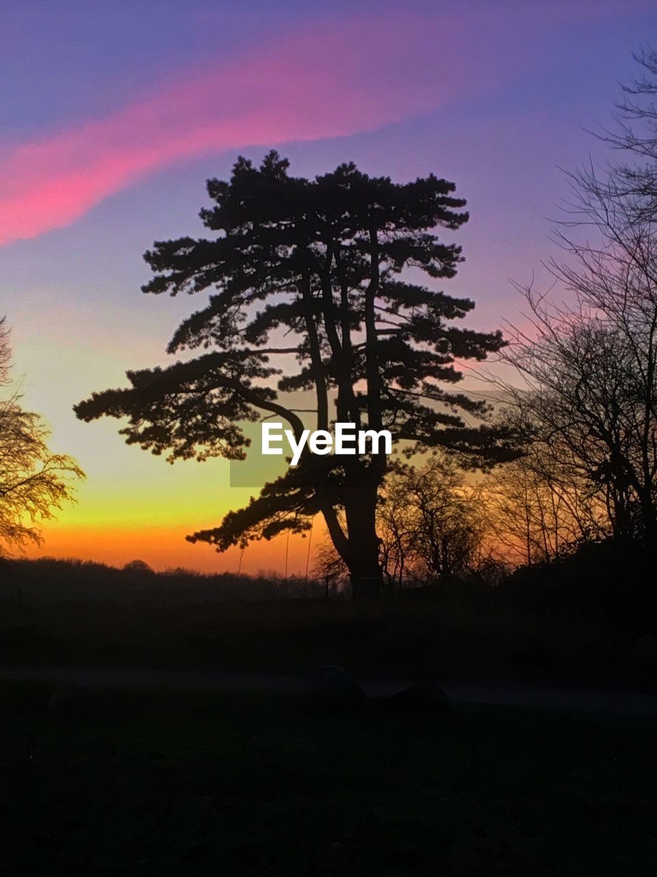 SILHOUETTE TREES AGAINST DRAMATIC SKY