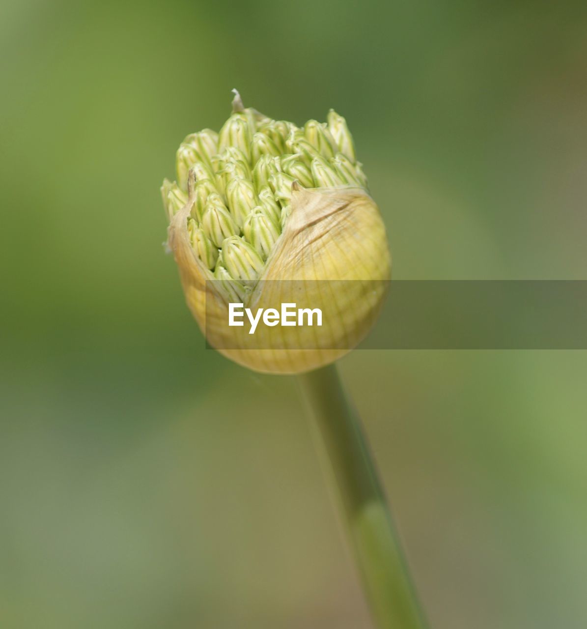 CLOSE-UP OF FRESH GREEN LEAF