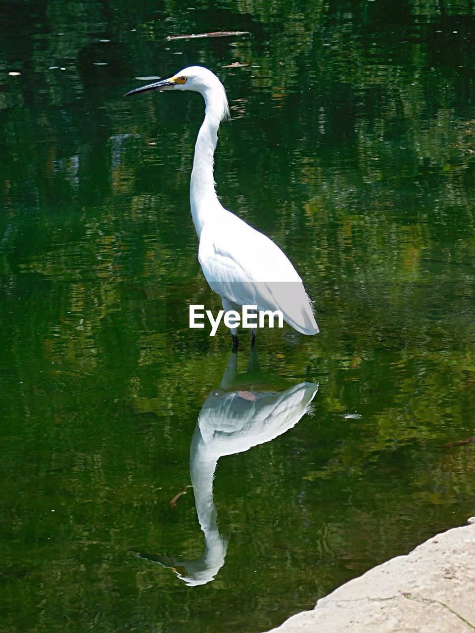 SWAN ON LAKE