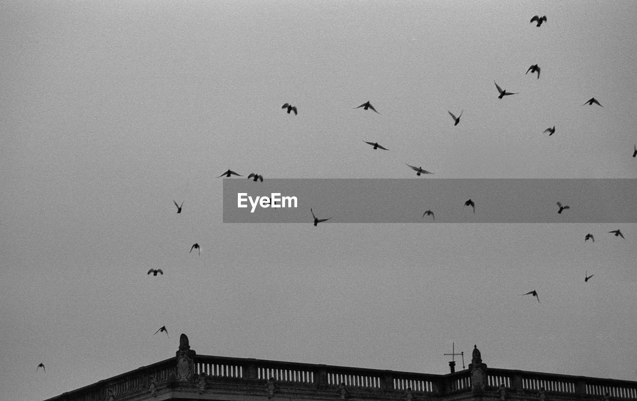 Low angle view of birds flying against clear sky