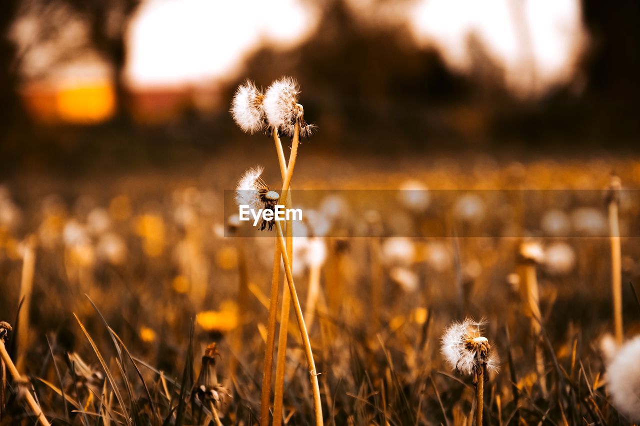 CLOSE-UP OF DANDELION FLOWER GROWING ON FIELD