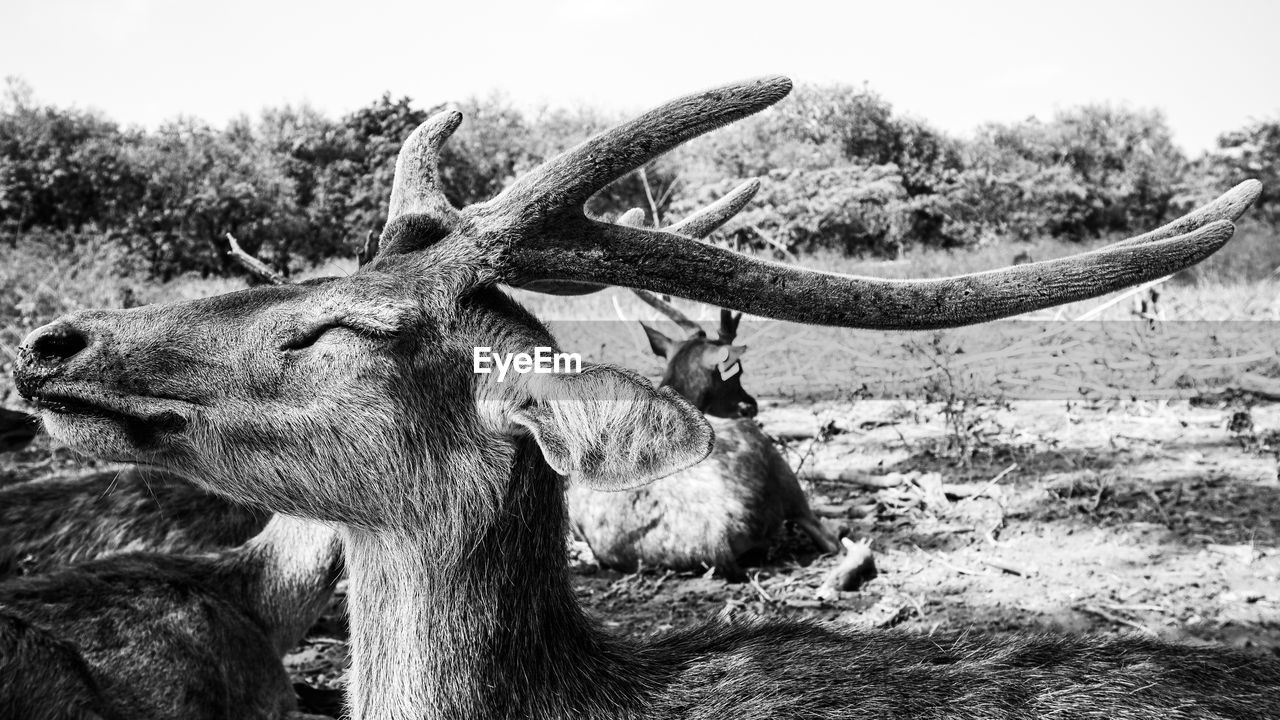 Close-up of deer on field