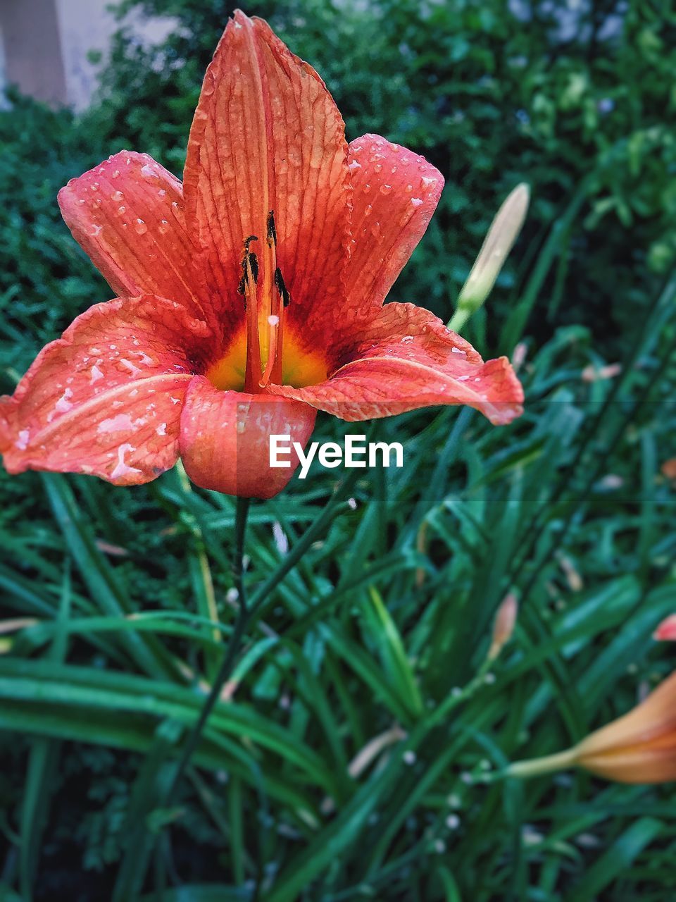 Close-up of red leaves