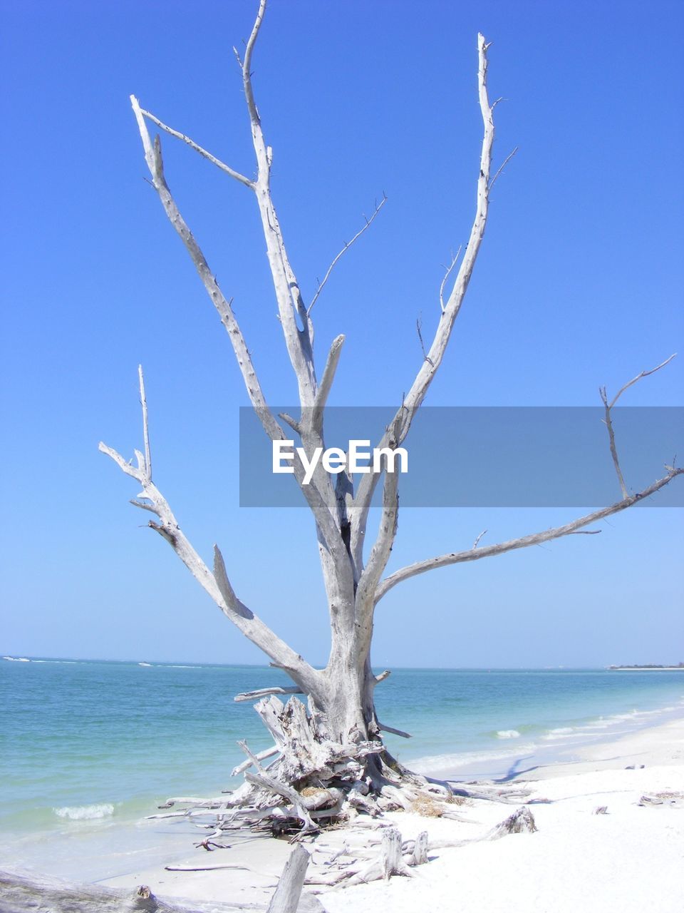 Driftwood on shore at beach against clear sky