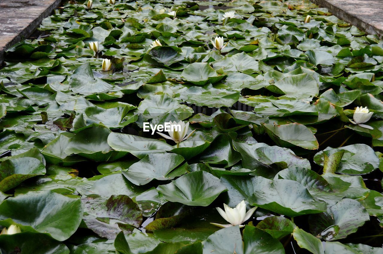 High angle view of flowering plants