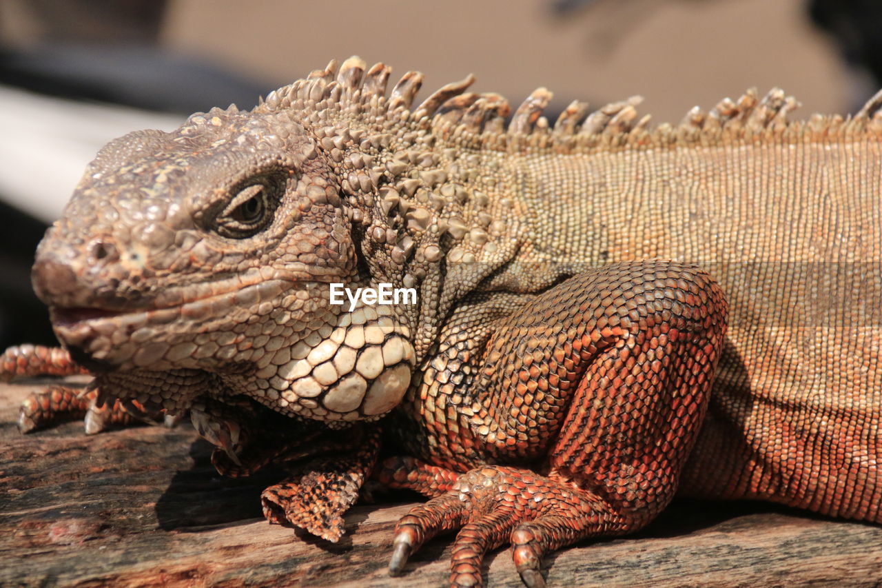 Close-up of a lizard