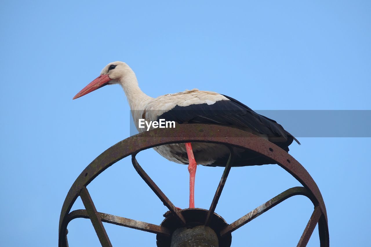 LOW ANGLE VIEW OF BIRD PERCHING ON A METAL AGAINST SKY