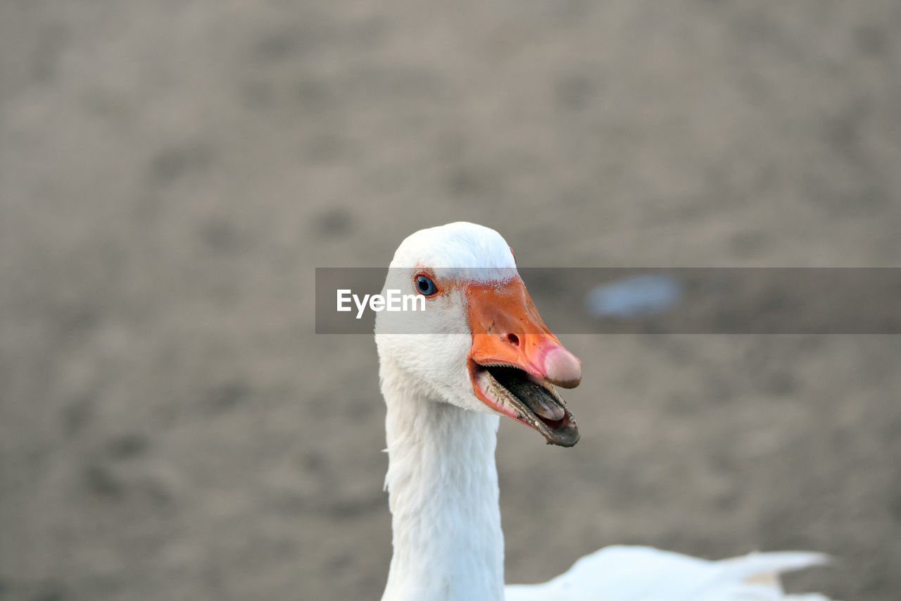 CLOSE-UP OF A DUCK