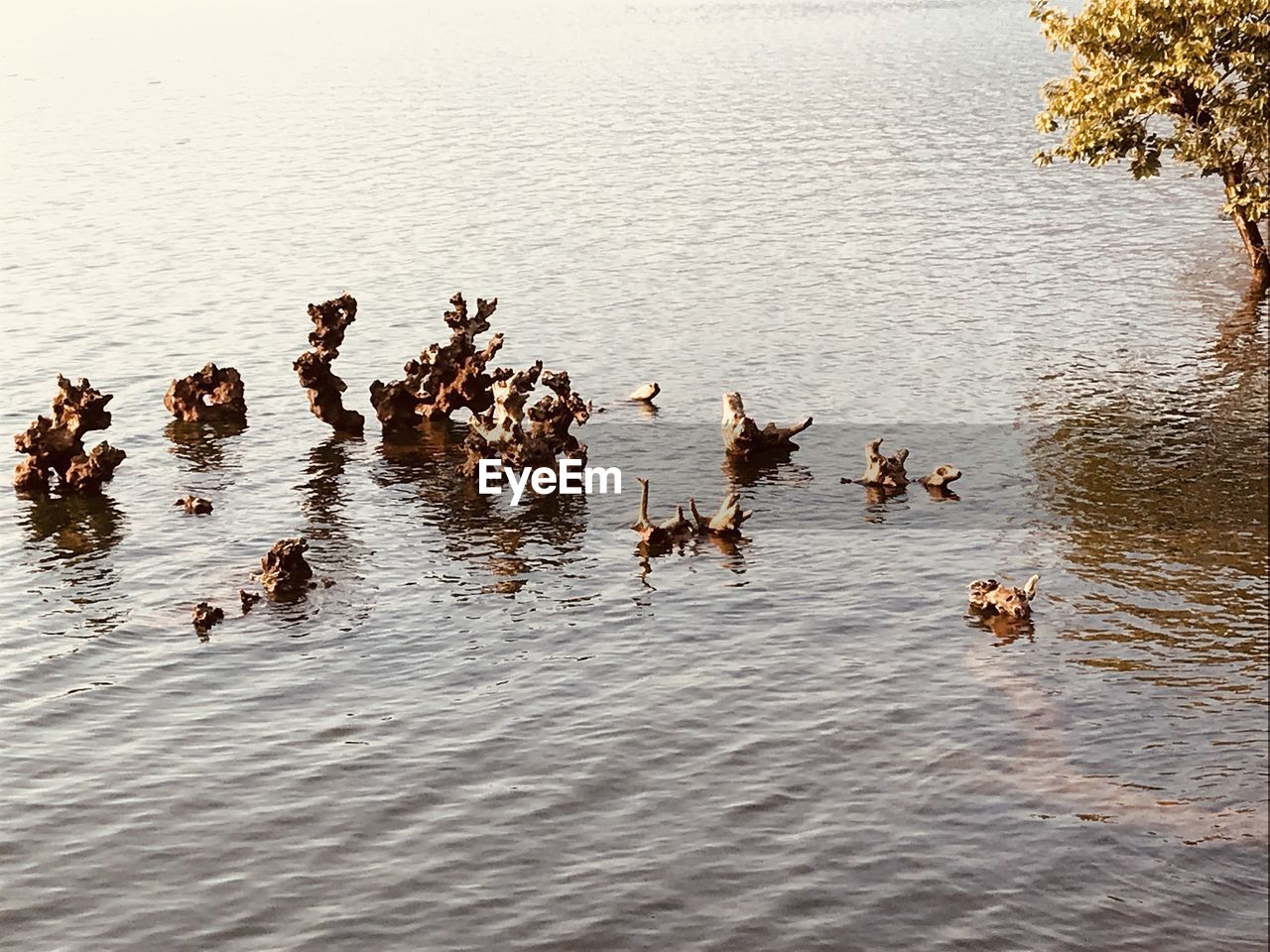 BIRDS IN LAKE