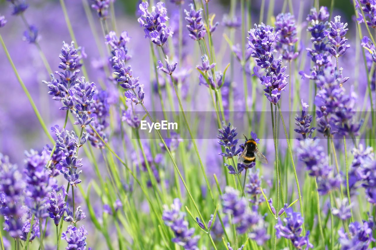 Close-up of bee pollinating on purple lavender