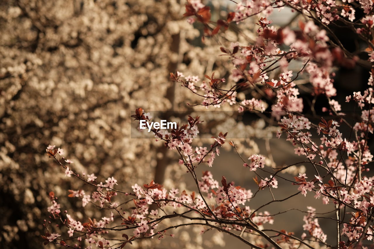 plant, tree, spring, flower, blossom, flowering plant, beauty in nature, fragility, branch, springtime, growth, nature, cherry blossom, freshness, no people, pink, leaf, day, outdoors, cherry tree, focus on foreground, close-up, fruit, almond tree, twig, botany, produce, sunlight, tranquility, low angle view, plum blossom, food and drink