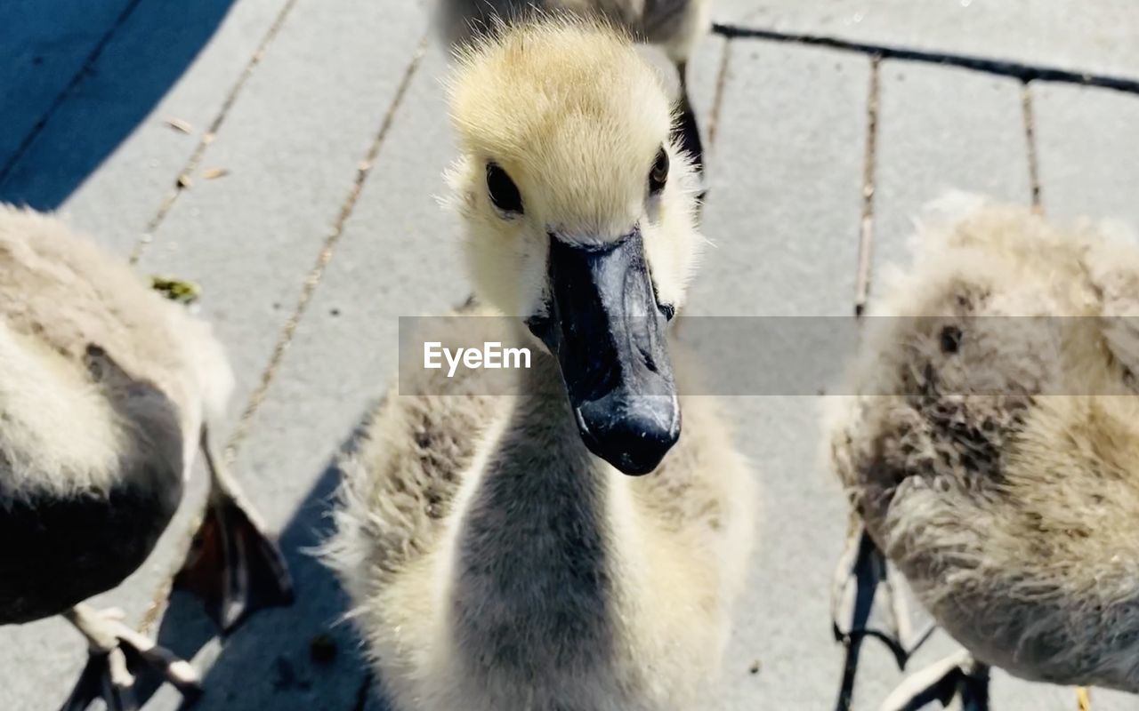 Curious goose