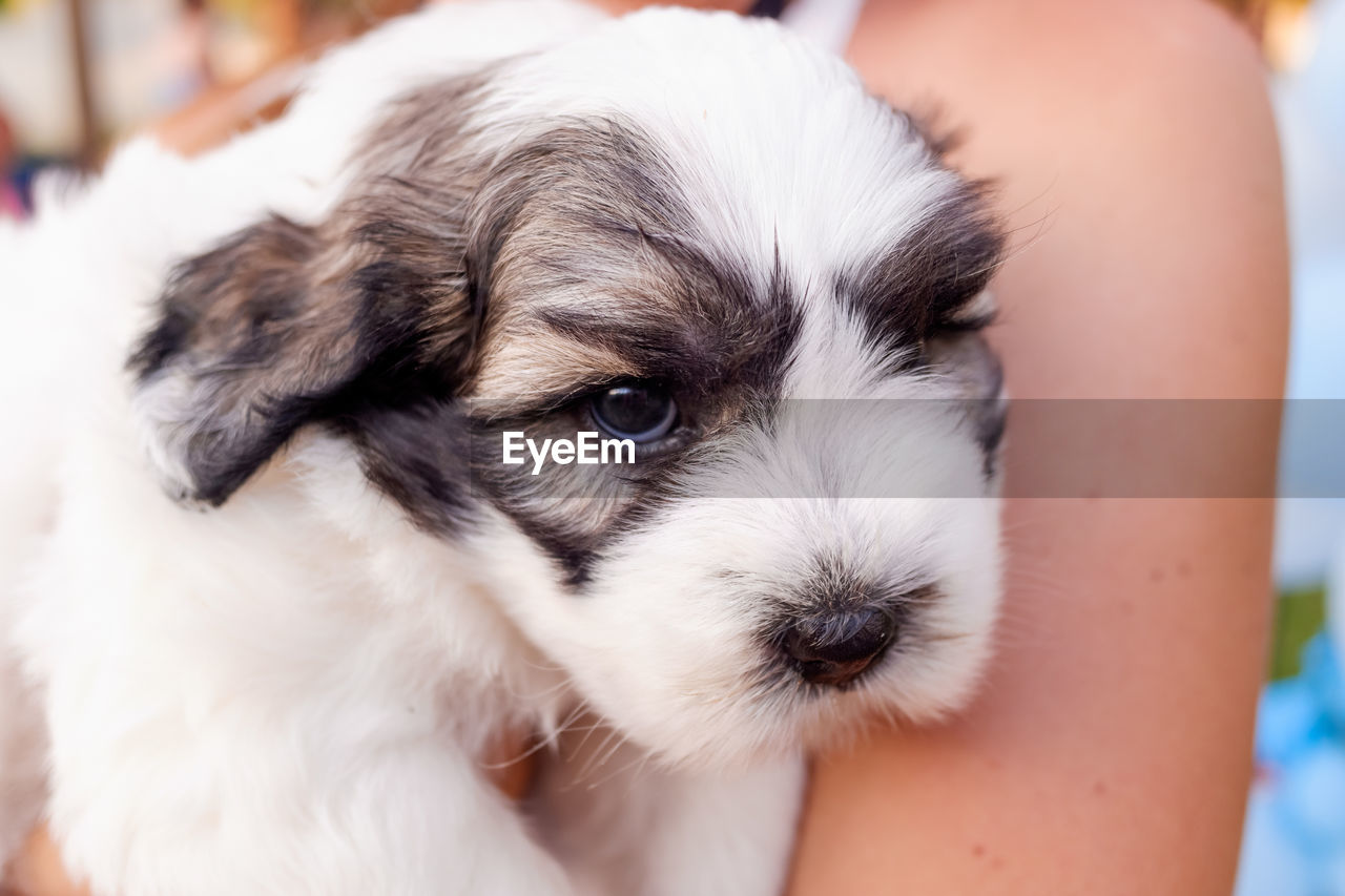 CLOSE-UP PORTRAIT OF PUPPY WITH EYES