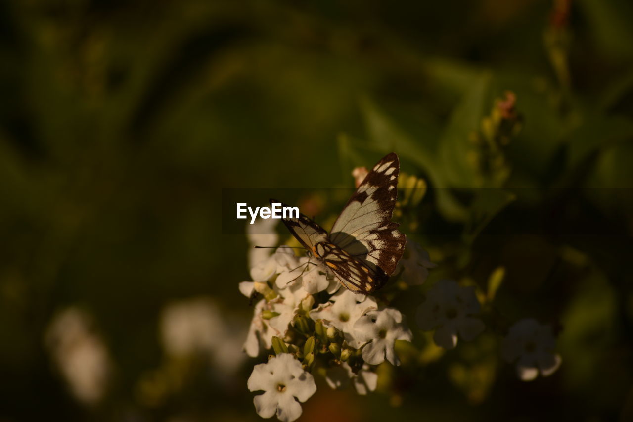 CLOSE-UP OF BUTTERFLY ON FLOWER PLANT