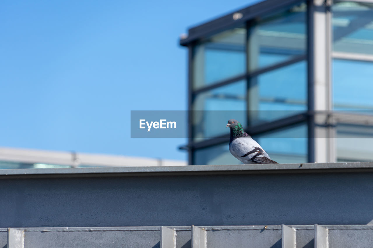 Pigeon perching on railing against blue sky